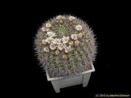 Gymnocalycium saglionis ssp. tilcarense 396